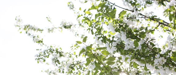 Life-of-Pix-free-stock-photos-cherryb-blossom-tree-Leeroy.jpg
